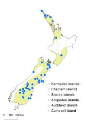 Hypericum involutum distribution map based on databased records at AK, CHR and WELT.
 Image: K. Boardman © Landcare Research 2014 